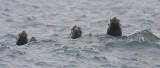 Stellers Sea Lions curious Kamchatka OZ9W4616