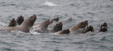 Stellers Sea Lions curious Kamchatka OZ9W4818