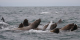 Stellers Sea Lions curious Kamchatka OZ9W4819