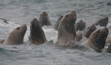 Stellers Sea Lions curious Kamchatka OZ9W4838