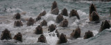 Stellers Sea Lions curious Kamchatka OZ9W4842