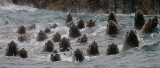 Stellers Sea Lions curious Kamchatka OZ9W4843