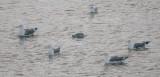 Largha Seal and Slaty-backed Gulls OZ9W0533