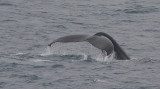 Humpback Whale fluke off Kamchatka OZ9W1108