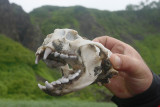 Sea Otter skull Kameniskaya Bay OZ9W4132