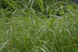 Grass OZ9W4101
