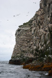 Ariy Kameny seabird rock Commander Islands OZ9W1738