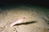 Goby