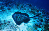 Blotched fantail ray