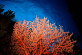 SEAFAN