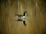 Canadian Goose on Golden Pond