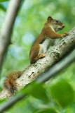 Red Squirrel