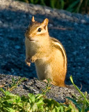 Chipmunk in grass