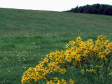 Hillside