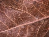 balsamroot leaf