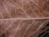 balsamroot leaf