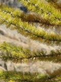 IMG_1440 Subalpine larch, Larix lyallii.jpg