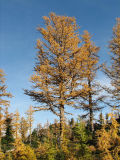 IMG_1521 Subalpine larch, Larix lyallii.jpg