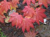 IMG_1627 vine maple.jpg