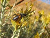 IMG_1790.jpg Longhorn beetle