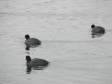 Coots