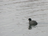 Coot (mudhen)