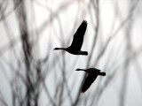 Geese
