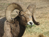 IMG_2774 Bighorn ram