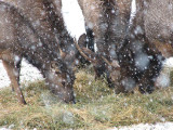 IMG_2844 elk eating in a storm.jpg