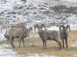 IMG_2811bighorn sheep in the snow.jpg