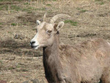 bighorn ewe.jpg