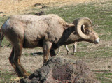 IMG_2857 bighorn ram waiting for a challenge.jpg