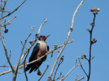 IMG_2903 Lewiss woodpecker