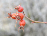 IMG_2947 Wild rose hips.jpg