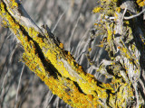 IMG_2762 lichens of sagebrush.jpg