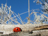 IMG_2764 lady beetle.jpg