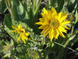  Arrow leaved balsamroot