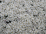 phlox