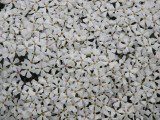 phlox