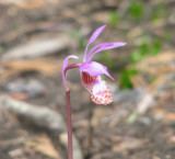 IMG_3692 Calypso orchid