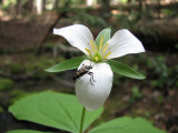 IMG_3704 Western trillium