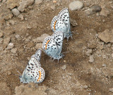 IMG_3329 Square-spotted blue.jpg