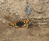 IMG_3331 Checkerspot and square-spotted blue.jpg