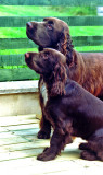 Bradley and Trefor