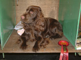 Best Puppy Dog, Crufts 2003