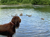 Ducks look like fun
