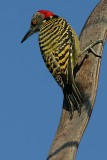 Hispaniolan Woodpecker Melanerpes striatus