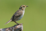 Saltmarsh Sharp-Tailed Sparrow <i>Ammodramus Caudacutus</i>