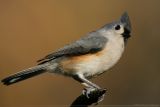 Tufted Titmouse <i>Baeolophus Bicolor</i>