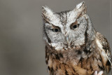 Eastern Screech-Owl <i>Otus Asio</i>